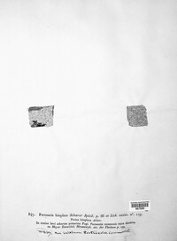 Pertusaria leioplaca image